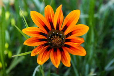 Close-up of orange flower