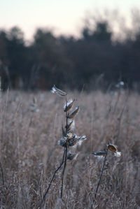 Close-up of wilted plant on field against sky