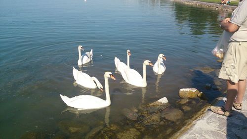 View of birds in water