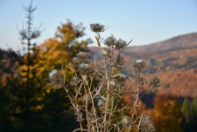 Close-up of flowering plant against sky