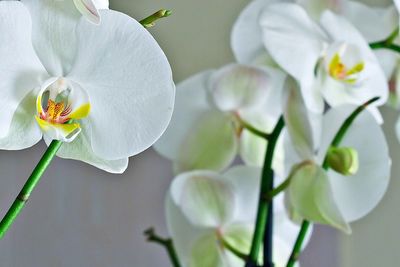 Close-up of white flowers