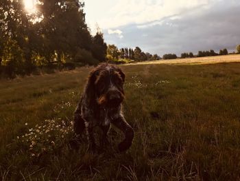 Dog in a field