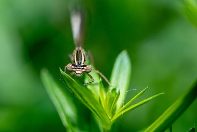 Close-up of insect on plant