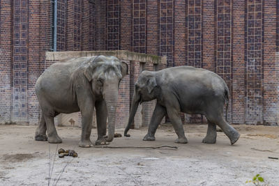 Elephant standing in zoo
