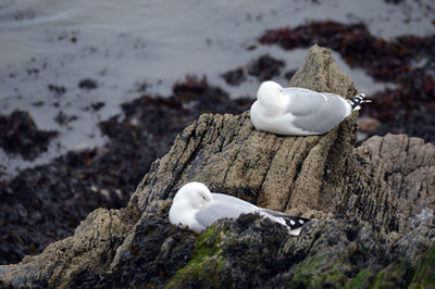 White heron on rock in snow