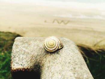 Close-up of snail on rock