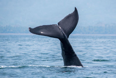 Whale swimming in sea