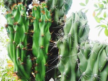 Close-up of cactus plant