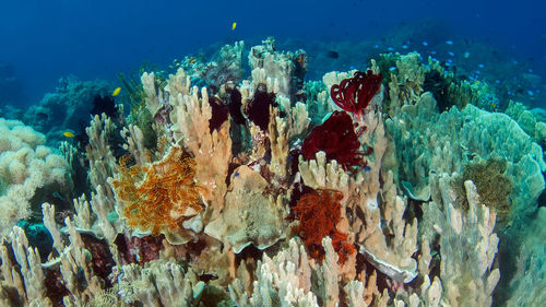 Close-up of fishes swimming in sea