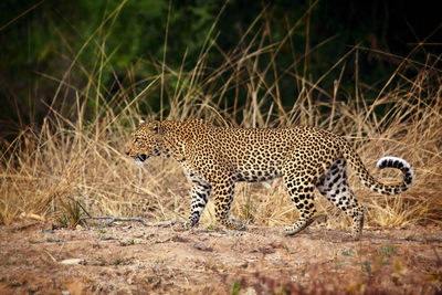 View of a cat on land