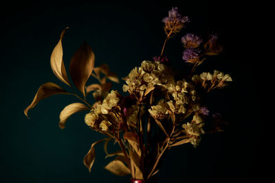 Close-up of wilted flower against black background