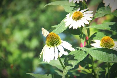 Close-up of butterfly on flower