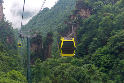 Overhead cable car amidst trees in forest