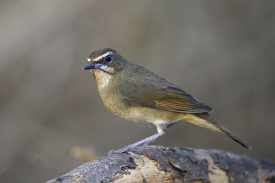 Close-up of bird perching on wood