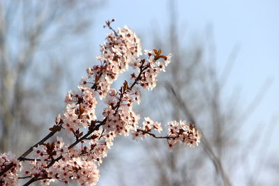 Low angle view of cherry blossoms against sky