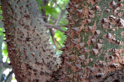 Close-up of lichen growing on tree trunk