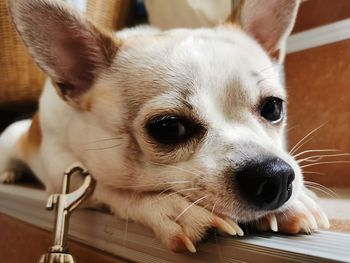 Close-up of a dog looking away