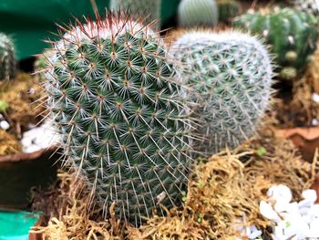 Close-up of cactus growing on field