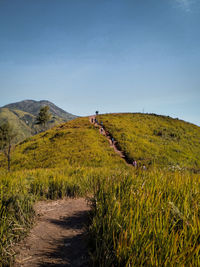 Scenic view of landscape against clear sky