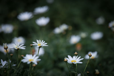 Close-up of white flowering plant on field