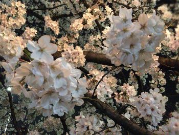 Close-up of white cherry blossoms in spring