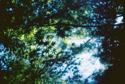 Low angle view of tree against sky