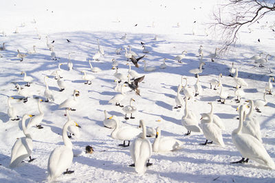 Flock of birds on snow covered landscape