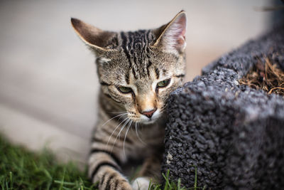 Close-up portrait of tabby cat