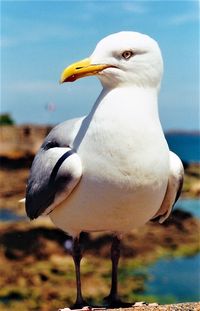 Close-up of bird perching outdoors