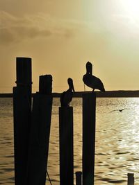 Silhouette bird perching on wooden post in sea against sky