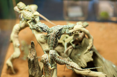 Close-up of lizards on dead plant