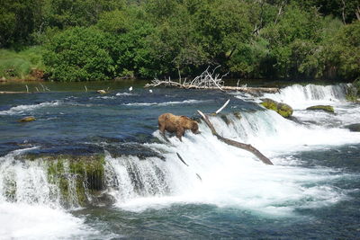 Scenic view of waterfall