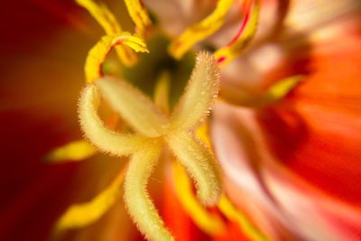 Close-up of red flower