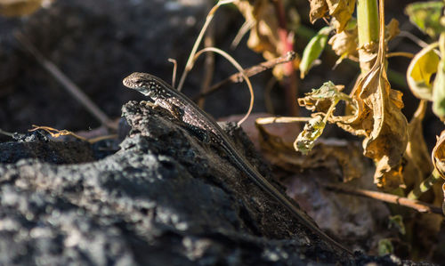 Close-up of lizard on plant