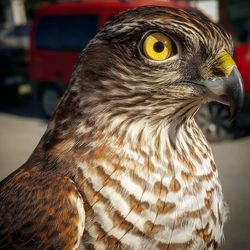 Close-up of eagle