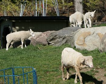 Sheep grazing on field