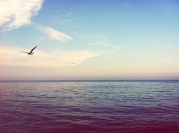 Birds flying over sea