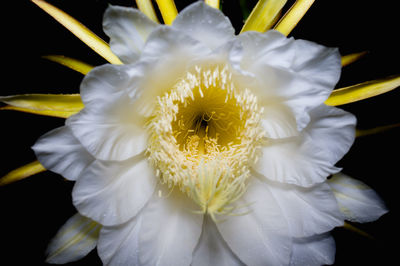 Close-up of white flower