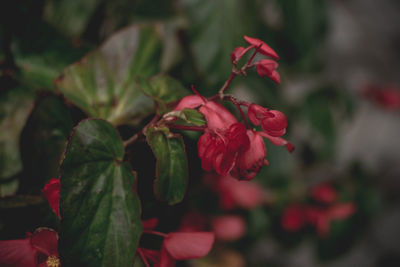 Close-up of red flowering plant