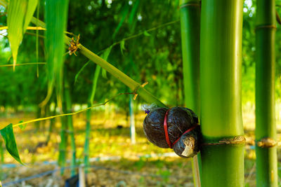 Close-up of snail on leaf