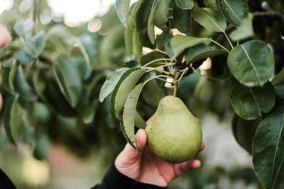 Close-up of fruit on tree