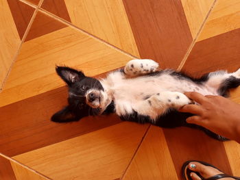 High angle view of dog relaxing on floor