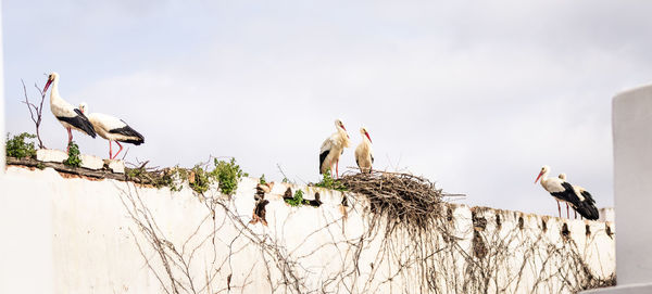 Migratory bird storks on a wheathered white stone wall in spain