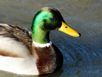 Close-up of a duck swimming in lake