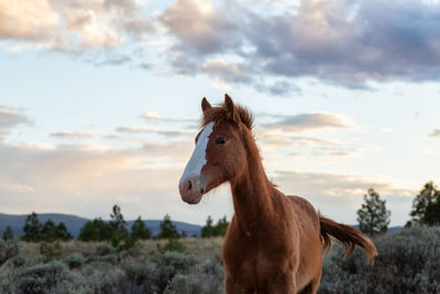 Horse standing on field against sky