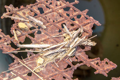 Close-up of rusty metal plant