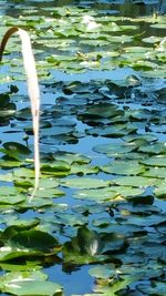 Close-up of lotus water lily in pond