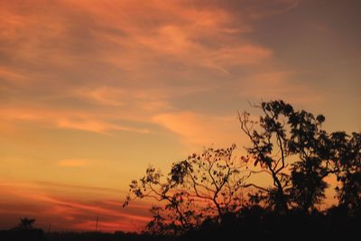 Low angle view of silhouette plants against romantic sky