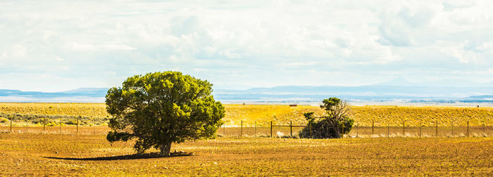Trees on beach against sky