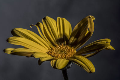 Close-up of yellow flower blooming against black background 